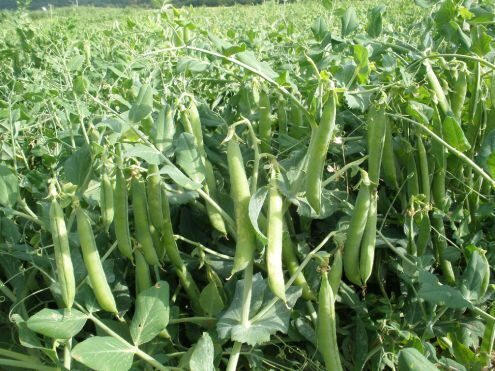 Cukurzirņi TWINSET 100g